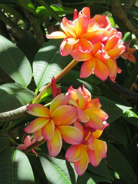 Photographed at Ho'omaluhia botanical garden in Kaneohe, Hawai'i. Hawaiian Plumeria, Botanical Garden, Tropical Plants, Botanical Gardens, Hawaii, Plants