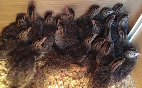 Raising Guinea fowl keets successfully. - Cluckin Guinea Fowl Coop Ideas, Guinea Hens Raising, Raising Guinea Fowl, Guinea’s Brownies, Guinea Pig Information, Weird Birds, Guinea Fowl, Farm Animals