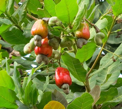 cashew tree | This is the cashew tree in the PIMS campus, which is blossoming and ... Cashew Nut Tree, Cashew Fruit, Cashew Tree, Greek Diet, Lymph Glands, Greek Cookies, Spit Roast, Spinach Pie, Strawberry Roses