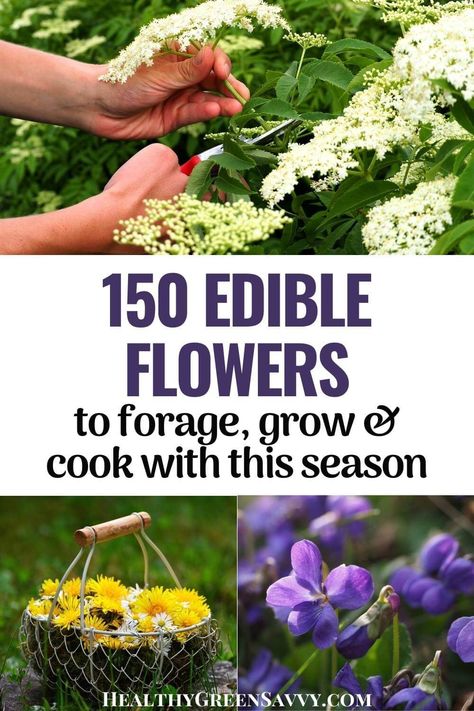 Did you know that many common flowers are not only edible but delicious? Here's what to know about which flowers in your garden could become beautiful and tasty additions to your next meal! With 150 options, you likely have edible flowers growing near you. | garden | foraging | edible flowers | flowers you can eat | Flowers You Can Eat, Guide To Edible Flowers, Edible Flowers For Drinks, Edible Wildflowers, Editable Flowers, Edible Flowers For Tea, Salad With Edible Flowers, Floral Drinks Edible Flowers, Common Flowers