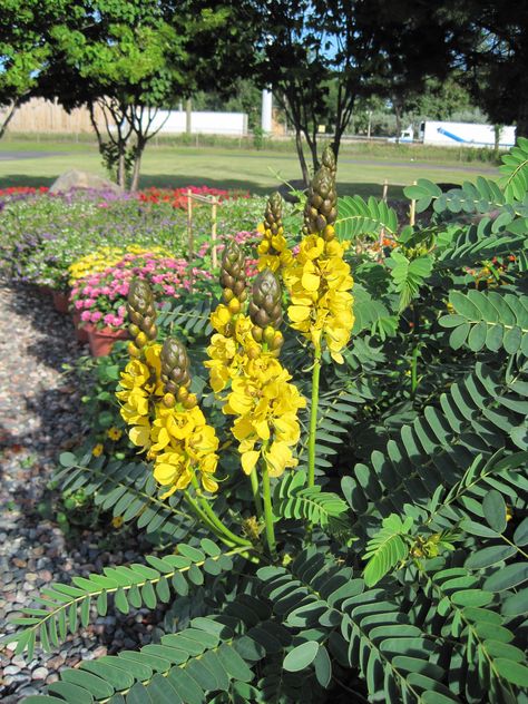 Fun plants for kids - Popcorn plant (Cassia) smells like buttered popcorn when you rub the leaves. Popcorn Plant, Buttered Popcorn, Planting For Kids, Childrens Gardening, Butter Popcorn, Healthy Eating Habits, Popcorn, For Kids, Plants