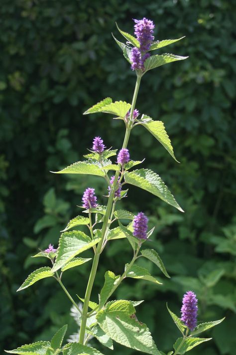 Anise hyssop Anise Hyssop, Herbs, Plants