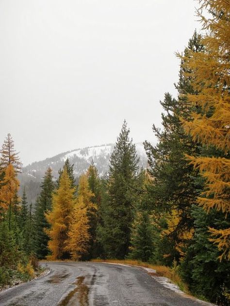 Fall Colors in the Pacific Northwest Things To Do During Fall, Fall In Washington, Autumn Ios, Pnw Fall, Pnw Aesthetic, Pacific Northwest Style, Arcadia Bay, Oregon Life, Pacific Northwest Art