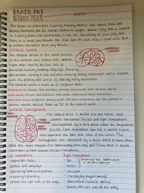 Psychology Notes Aesthetic, Pediatric Notes, Nervous System Notes, Physiology Notes, Med School Study, Bio Notes, Books Notes, Learn Biology, Nurse Study