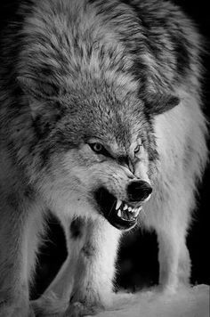 Wolf Growling, Drawing Wolf, Snarling Wolf, Wolf Drawings, Tattoo Wolf, Angry Wolf, Wolf Images, Wolf Photography, Wolf Artwork