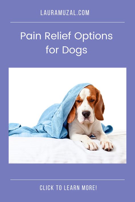 Discover the surprising truth about using aspirin and CBD for your dog's pain. Find the safest, most effective option to keep your pup comfortable. Click to learn the best pain relief for your dog! Aspirin For Dogs, Oils For Dogs, Pet Wellness, Holistic Approach, Cbd Oil, Pet Parent, Pet Health, Wellness Tips, Success Stories