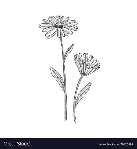 Pot Marigold Tattoo, Calendula Illustration, Calendula Tattoo, Marigold Vector, Marigold Tattoo, Pot Marigold, Gouache Flowers, Calendula Officinalis, Calendula Flower