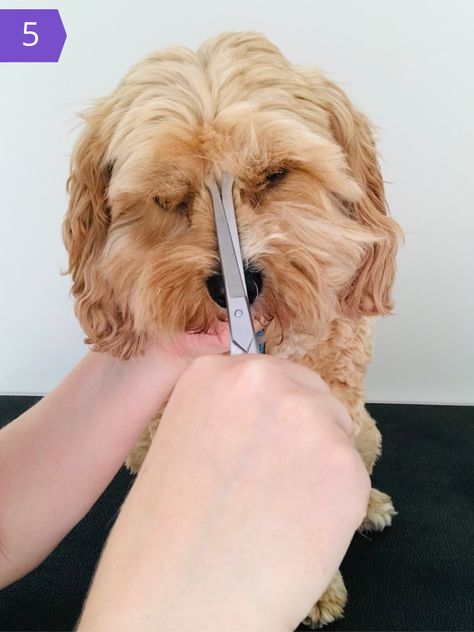 How To Trim The Fur Around Your Dog’s Eyes - A Dog Groomer’s Top Tips — Healthy Happy Paws Yorkie Grooming, Teddy Bear Poodle, Dog Grooming Ideas, Teddy Bear Dogs, Animal Atlas, Dog Grooming Diy, Goldendoodle Grooming, Foods Dogs Can Eat, Bear Dogs