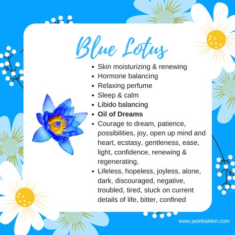 Blue Lotus | Jade Balden Blue Lotus Flower Benefits, Lotus Benefits, Blue Lotus Essential Oil, Blue Lotus Oil, Herbal Monographs, Lotus Essential Oil, Lotus Oil, Tea Blends Recipes, Essential Oil Extraction