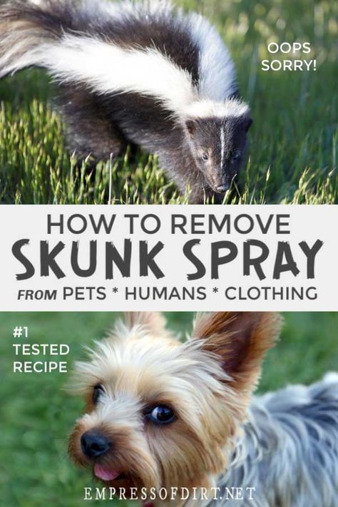 This recipe can be made at home and will get rid of skunk odor on humans, pets, and clothing. Skunk Smell Out Of Clothes, Remove Skunk Smell From House, Skunk Smell Out Of Dog, Skunk Spray Remedy, Skunk Smell In House, Skunk Smell Remover, Dog Sprayed By Skunk, Arizona Farm, Skunk Repellent