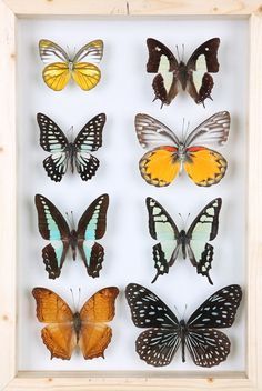 How To Start Pinning Butterflies and Insects - If you plan on starting any type of insect collection, pinning your bugs is the most effective way of preservation for most types of insects with exoskeletons. At first glance you may think t... Taxidermy Decor Interior Design, Taxidermy Art Weird, Taxidermy Diy, Deer Mount Ideas, Bug Taxidermy, Taxidermy Decor, Framed Insect, Butterfly Taxidermy, Types Of Butterflies