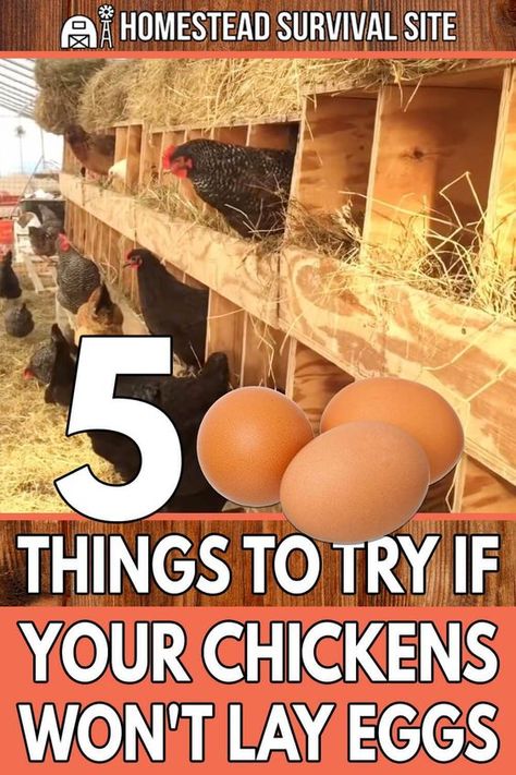 How To Get Chickens To Lay Eggs, Why Aren’t My Chickens Laying Eggs, Chicken Not Laying Eggs, Help Chickens Lay Eggs, Good Egg Laying Chickens, How Many Chickens Do I Need For Eggs, Best Chickens For Laying Eggs, Chickens Not Laying Eggs, Chicken Pen Ideas