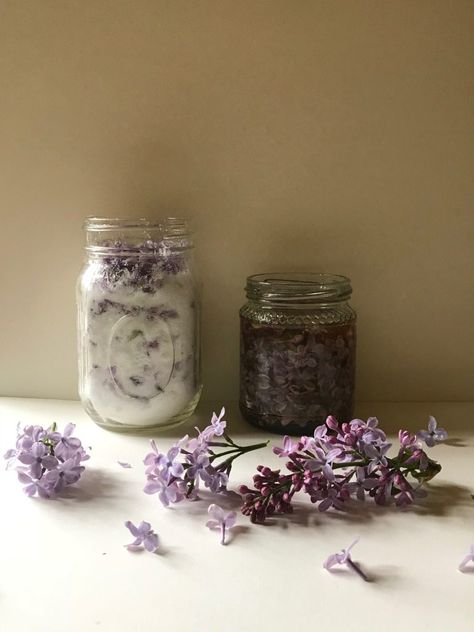 Lilac Sugar, Lilac Honey and Lilac Syrup - tastebotanical Lilac Honey, Lilac Syrup, Flavored Sugars, Lilac Sugar, Spring Fragrances, Lilac Bushes, Foraged Food, Flavored Sugar, Wild Garlic