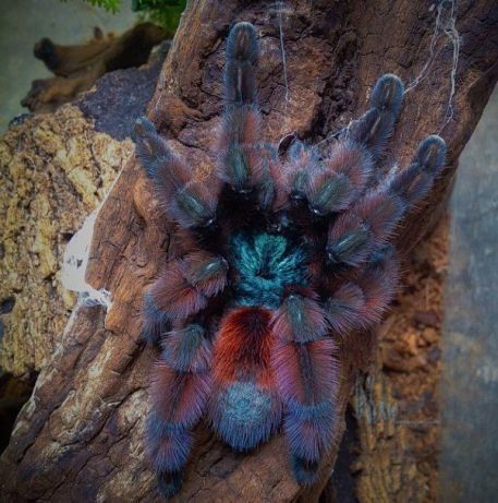 Tarantula Room, Avicularia Versicolor, Pretty Spiders, Pet Tarantula, Pet Spider, Cool Bugs, Animal References, Arthropods, Creepy Crawlies