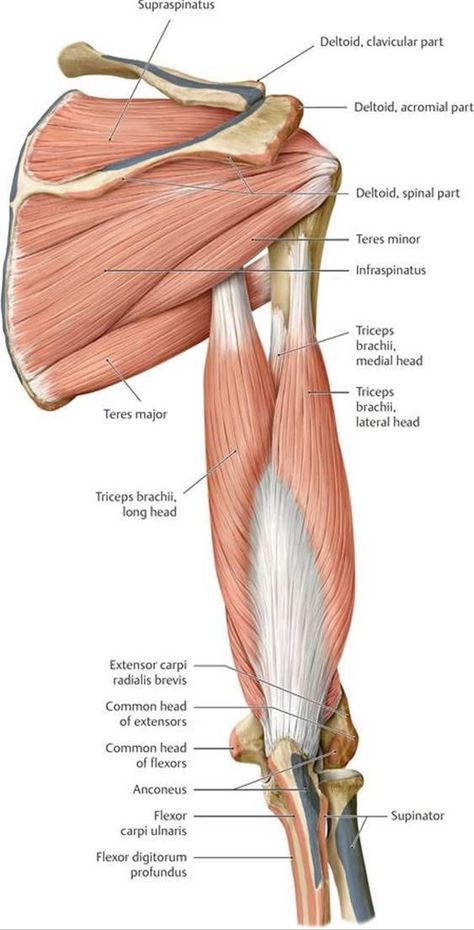 Forearm Muscle Anatomy, Limb Anatomy, Functional Anatomy, Upper Limb Anatomy, Human Body Muscles, Body Muscle Anatomy, Shoulder Anatomy, Human Muscle Anatomy, Anatomy Bones