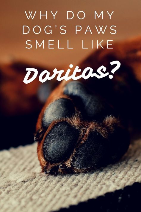 Did you know that some dogs’ paws smell like Doritos. Find out why in our latest blog post! 🐶🌽  https://thewoofwarehouse.com/blogs/news/why-do-my-dogs-paws-smell-like-doritos-and-other-random-facts-about-paws Dogs Paws, Smelly Dog, Dog Smells, Random Facts, Dog Ear, Diy Dog Stuff, Dog Paws, Facts About, Did You Know