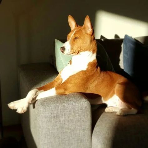 15 Things Only Basenji Owners Would Understand Basenji Puppy, Tatoo Dog, Wallpapers Cute, Basenji Dogs, Bull Terrier Puppy, Hypoallergenic Dogs, Nature Wallpapers, Yorkshire Terrier Puppies, Beautiful Dogs