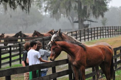 9. Farm Tours of Ocala Horse History, Palm Beach Island, Preakness Stakes, Ocala Florida, Ybor City, Marion County, History Architecture, Christmas Tours, Farm Tour