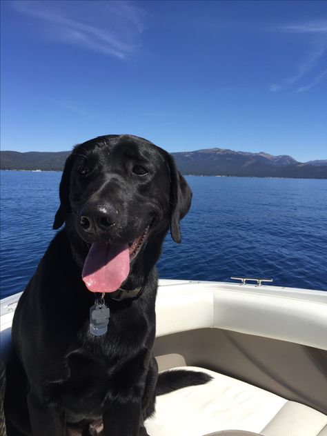 Prefers swimming to boating. #laketahoe Fit Dogs, Labrador Funny, Black Labrador Retriever, Black Lab Puppies, Dog Training Techniques, Black Labs, Dog Stories, Labrador Retrievers, Lab Puppies