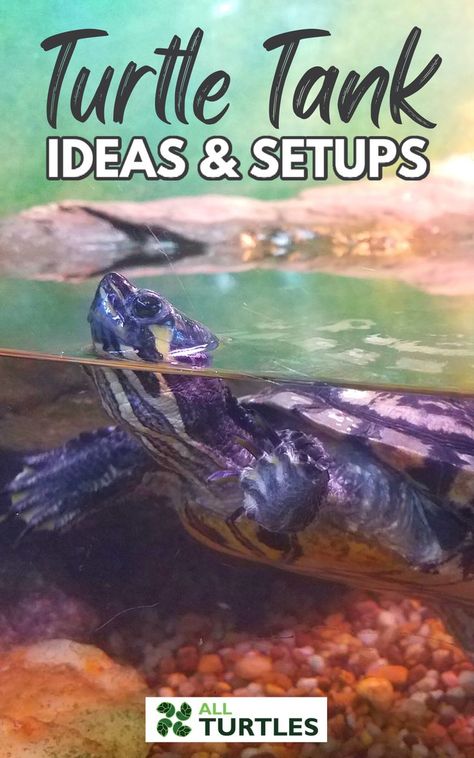 How To Make A Turtle Habitat, Spotted Turtle Tank, Water Turtle Tank Ideas, Turtle Enclosure Indoor, Diy Turtle Habitat, Turtle Aquarium Ideas, Aquatic Turtle Tank Ideas, Turtle Tank Setup Ideas, Turtle Setup