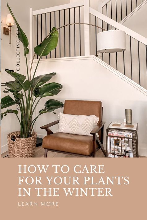 plant care, winter plant care, indoor plant care, should I use fertilizer for my plants in the winter, plant care tips Art How, In The Winter, Winter Looks, Winter Decor, Plant Care, The Winter, House Plants, Home Art, Home Goods