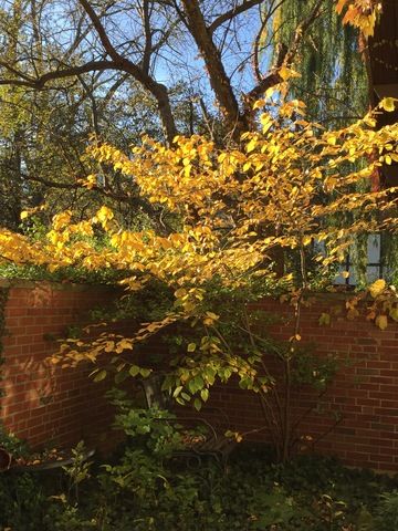 Common Witch Hazel (Hamamelis virginiana) - North Shore Plant Club Homestead Landscape, Hazel Aesthetic, Garden Redesign, Maine Garden, Hazel Tree, December Flower, Hamamelis Virginiana, Hazel Color, Eyes Aesthetic