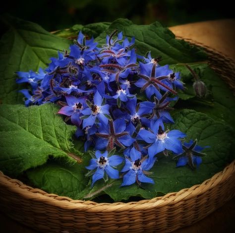 Borage Uses, Borage Plant, Borage Flower, Vegetable Gardens, Strawberry Plants, Attract Pollinators, Free Plants, Annual Plants, Edible Flowers