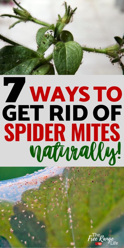 Do you have a spider mite infestation on your house plants or in your garden? You don't have to use harmful chemicals to get rid of them. Here are 7 organic ways to get rid of spider mites naturally. Includes signs of a spider mite infestation plus 7 options to try to get rid of the mites on your plants. Bugs In House Plants How To Get Rid Of, Garden Bugs Get Rid Of, How To Treat Spider Mites On Plants, Spider Mite Spray Homemade, Aphids On House Plants, How To Get Rid Of Mites In House, Plant Pests How To Get Rid, House Plant Pests How To Get Rid, Spider Mites On Plants Houseplant