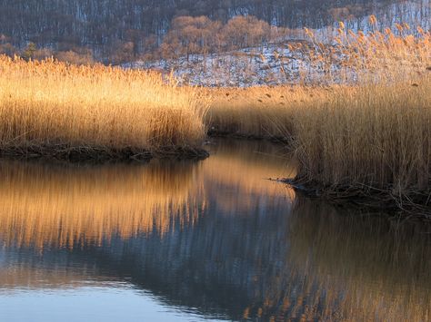 Reeds Aesthetic, Grass Painting, Beautiful Scenery Photography, Landscape Art Prints, Classic Art Prints, 3d Landscape, Mountain Photography, Abstract Art Landscape, Colorful Landscape