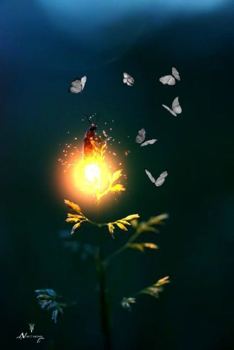 Firefly Images, Firefly Photography, Lighting Bugs, Firefly Art, Tiny Creatures, Magical Light, Firefly Lights, Daisy Art, Night Sky Wallpaper