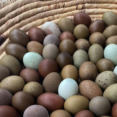 Moss Egger Chicken, Olive Egger Rooster, Prairie Bluebell Egger Chicken, Colored Egg Layers Chicken Breeds, Types Of Chickens And Their Eggs, Chicken Eggs Collecting, Chicken Bird, Tv Shopping, Chicken Cages