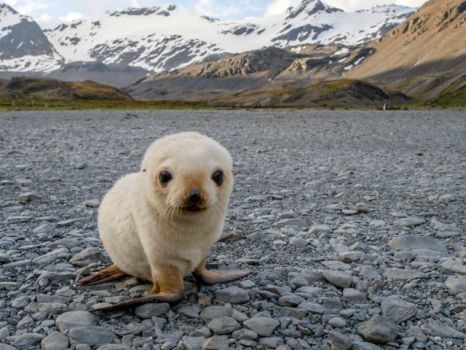 Antarctic Fur Seal Pup Alaskan Wildlife, Fur Seal, Toro Inoue, Cute Seals, Seal Pup, Baby Seal, Lovely Creatures, Silly Animals, Cute Animal Pictures