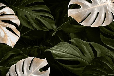 Monstera Desktop Wallpaper, Backround Pics Aesthetic Computer, Floral Background Wallpapers Desktop, Floral Wallpaper Computer, Dekstop Walpaper Black Aesthetic, Backround Pics Aesthetic Laptop, Laptop Wallpaper Plants, Plant Wallpaper Desktop, Floral Computer Wallpaper