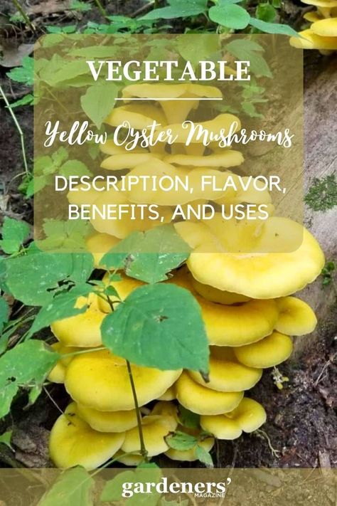 Yellow Oyster Mushrooms: Description, Flavor, Benefits, And Uses Yellow Oyster Mushrooms Recipe, Mushrooms Benefits, Oyster Mushroom Recipe, Mushroom Benefits, Oyster Mushrooms, Garden Guide, Planting Vegetables, Mushroom Recipes, The Golden