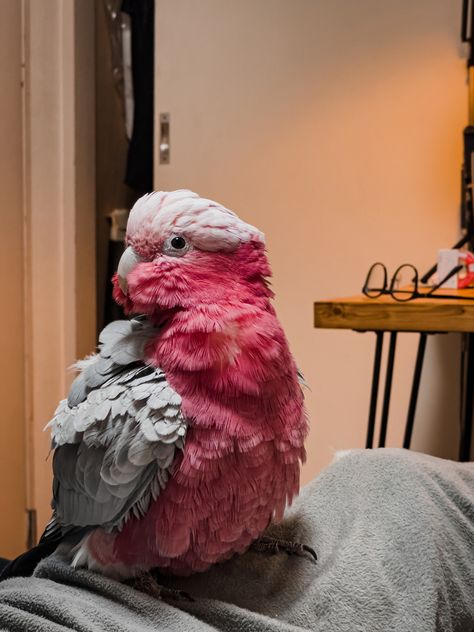 Galah Cockatoo, Parrot Pet, Cute Small Animals, Pet Bird, Cute Wild Animals, Cute Animal Photos, Weird Animals, Cute Birds, Animal Photo