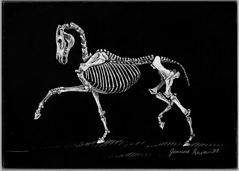 Skeleton Horse, Horse Skeleton, Trotting Horse, Chinese Watercolor, Horse Watercolor, 16 Tattoo, Horse Skull, Skeleton Drawings, Animal Skeletons