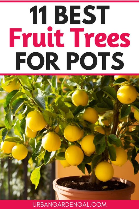 container fruit trees Growing Fruit Trees In Pots, Potted Fruit Plants, Fruit Tree In Container, Container Fruit Garden, Easy Fruit Trees To Grow, Fruit Tree Backyard, Potted Orange Tree, Gardening In Small Spaces Backyards, Apple Trees Backyard