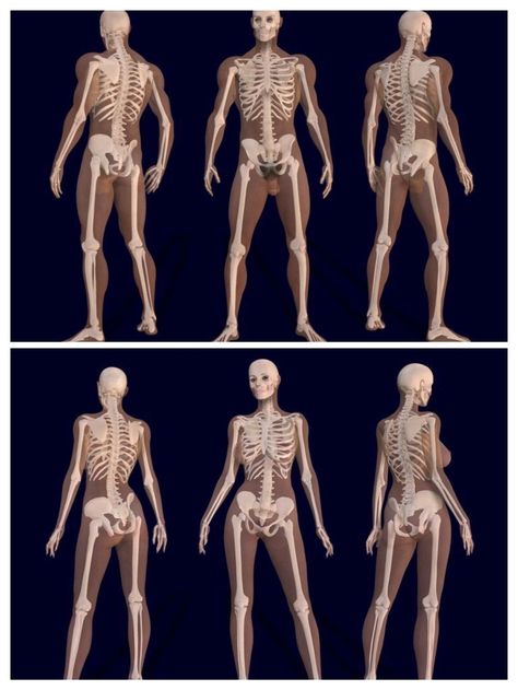 Here in this Collage image I edited by combining two separate images, we see two sets of triple images showing the differences between the male, upper⬆️, and female, lower⬇️, Human Skeletons. Whilst the basic design of the Human Skeleton are Standard, there are some differences between Adult Male & Adult Female Skeletons, due largely to do with Human Species Reproduction and Continuation. Male And Female Skeleton Anatomy, Male Vs Female Skeleton, Skeleton Male And Female, Male Skeleton Anatomy, Difference Between Male And Female Anatomy, Male Bone Structure, Female And Male Skeleton, Human Skeleton Poses, Male And Female Anatomy Drawing