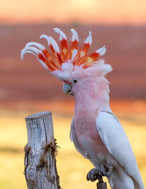 Baby Chiara, Celebrate Each New Day, Mono Printing, Australian Parrots, Pink Cockatoo, Funny Parrots, Chinese Art Girl, Exotic Bird, Australian Birds