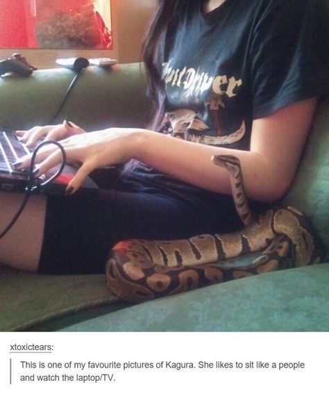 Humor Animal, The Meta Picture, Cute Reptiles, Cute Snake, Pet Snake, Ball Python, A Snake, Funny Animal Pictures, 귀여운 동물