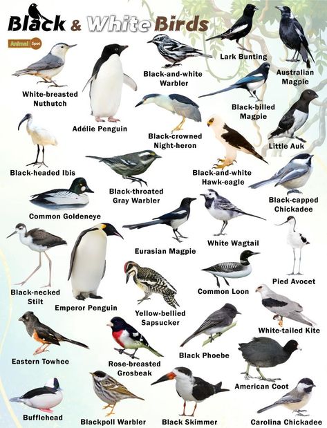 Black and White Birds – Facts, List, Pictures Birds Name List, Cat Breeds List, Bird Names, Blue Gray Gnatcatcher, Tiny Baby Animals, Names Of Birds, Bird Study, Birds Theme, Pig Breeds