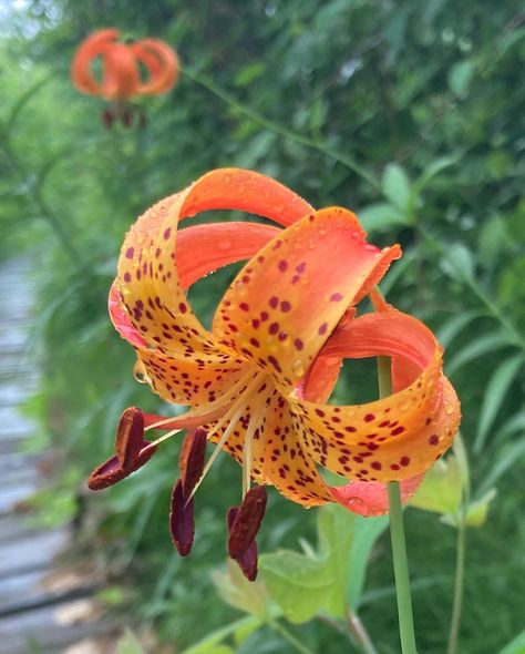 Indiana Flowers, Zone 5 Plants, Common Garden Plants, Indiana Dunes National Park, Indiana Dunes, Dry Sand, Lots Of People, Fine Gardening, Baby S Breath