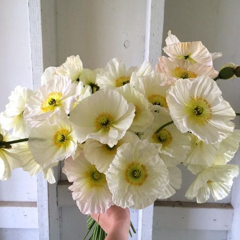 Iceland Poppies, Icelandic Poppies, Poppy Bouquet, Champagne Bubbles, White Poppy, Cut Flower Garden, Hardy Perennials, White Bouquet, Unique Flowers