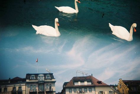 Photos · Lomography Holga Camera Photography, 120 Film Photography, Holga Photography, Holga Camera, November Sunset, Watch The World Burn, Lucerne Switzerland, 35mm Photography, Picture Inspiration