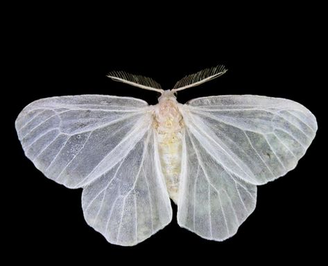 White Moth Wings, White Moth Aesthetic, Dark Victorian Aesthetic, White Moths, Transparent Wings, White Moth, Cute Moth, Pictures Of Insects, T Wallpaper