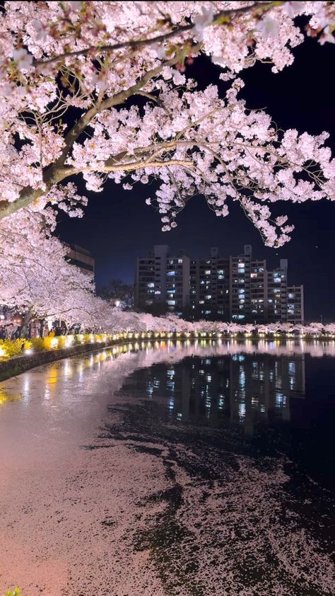 Cherry Blossom Night Aesthetic, Soft Japanese Aesthetic Wallpaper, Japan Aesthetic Photos, Seoul Korea Wallpaper, Cherry Blossom Korea, Japan Wallpaper Iphone, Korea Aesthetic Wallpaper, Japan Aesthetic Wallpaper, Cherry Blossom Wallpaper Iphone