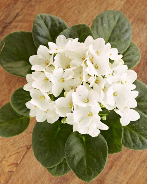 'Montana II' belongs to the United States series of African violets; it has single white flowers often patched with light blue in the summer. Eco Therapy, African Violet Care, Condiment Caddy, African Violets Plants, Growing Grass, White Violet, Violet Plant, Variegated Plants, African Violet