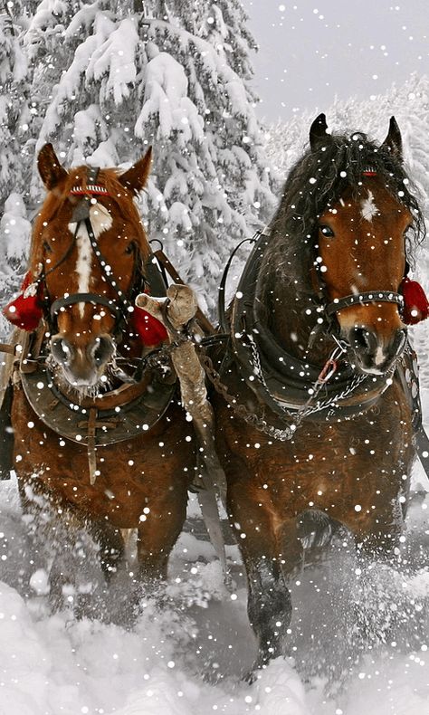 WINTER WONDERLAND Christmas Horses, Winter Szenen, Animated Christmas, Draft Horses, Winter Scenery, Sleigh Ride, Christmas Scenes, Pretty Horses, Horse Love