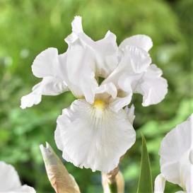 Bearded Iris For Sale | Buy in Bulk & Save Iris Bulbs, Fall Flowers Garden, Fall Perennials, Iris Rhizomes, Peony Root, Lily Bulbs, Amaryllis Bulbs, Fall Bulbs, White Petals