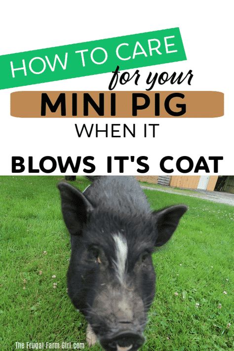 Wondering what happens when your mini pig blows its coat? Pigs do shed and here is what to expect and how to help your pig through it. #minipig #potbelly #pigs #tips #care #how Mini Potbelly Pigs, Mini Pig Care, Mini Pig Pet, Potbelly Pigs, Dream Homestead, Pig Showing, Pig Care, Raising Pigs, Miniature Pigs